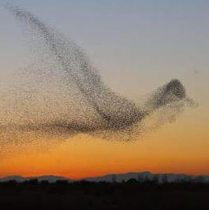 Meet your Posher, Meg